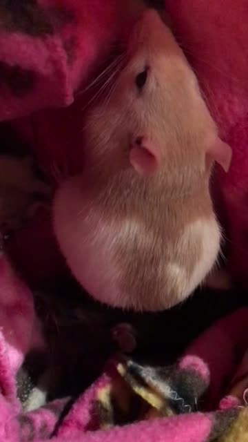 Pouch Time: Fancy Rats Munch In Shadows