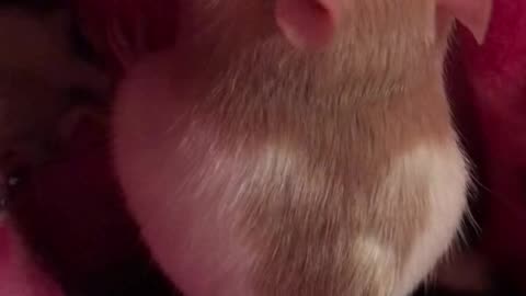 Pouch Time: Fancy Rats Munch In Shadows