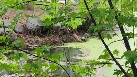 Beautiful bird in a lake in New York City.