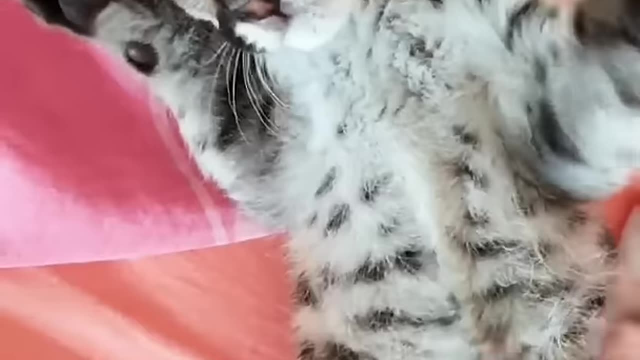 This family rescued an abandoned puma cub from behind the hill and then । funny clip । pets video ।।