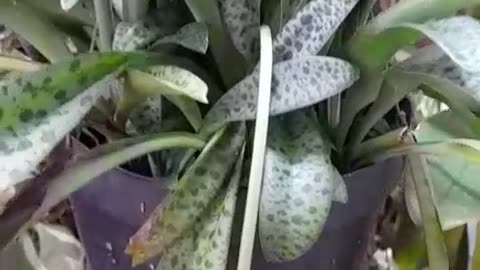 Make Your Own Self-Watering Plant Pot