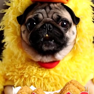 Big Bird Pug Eats Chicken Nuggets | Cute ASMR Mukbang Dog Video