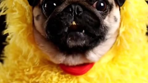 Big Bird Pug Eats Chicken Nuggets | Cute ASMR Mukbang Dog Video