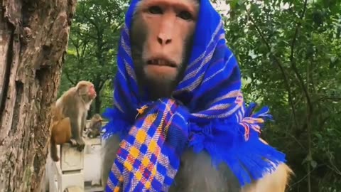 Man Tries to Dress Monkey – Monkey Refuses Anklet Like a Boss! 🐒😂