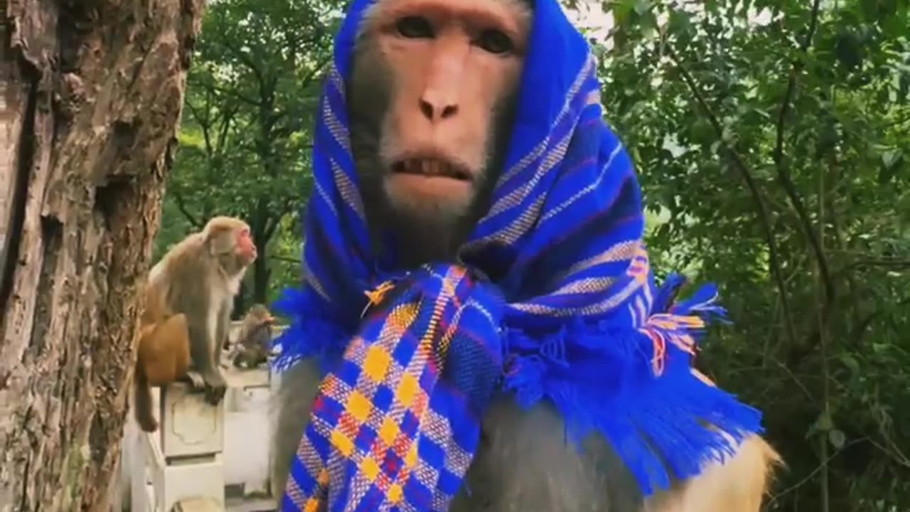 Man Tries to Dress Monkey – Monkey Refuses Anklet Like a Boss! 🐒😂
