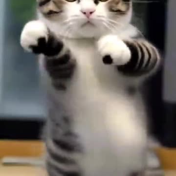 Checkout this FUNNY Cat Dancing Clip