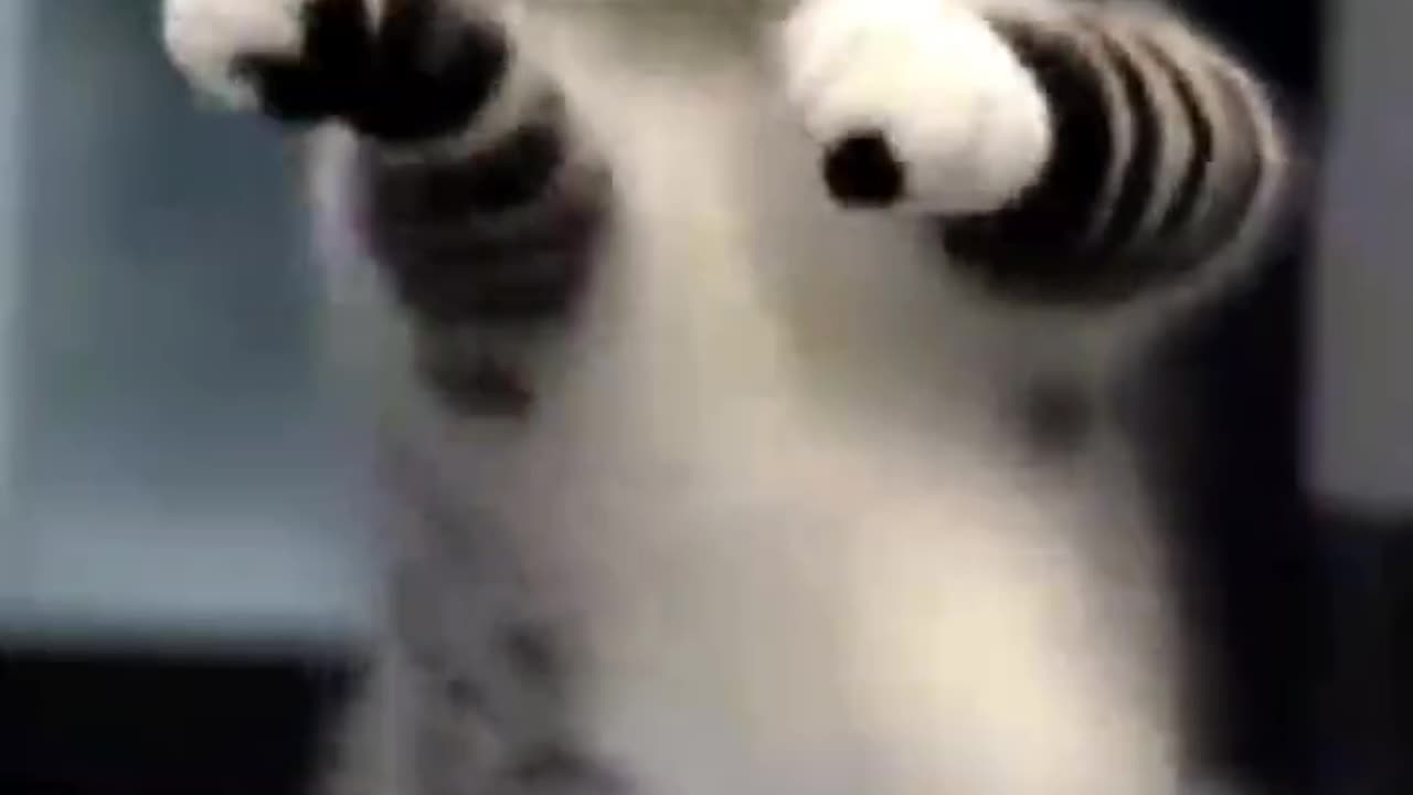 Checkout this FUNNY Cat Dancing Clip