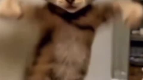Funny videos this is so funny