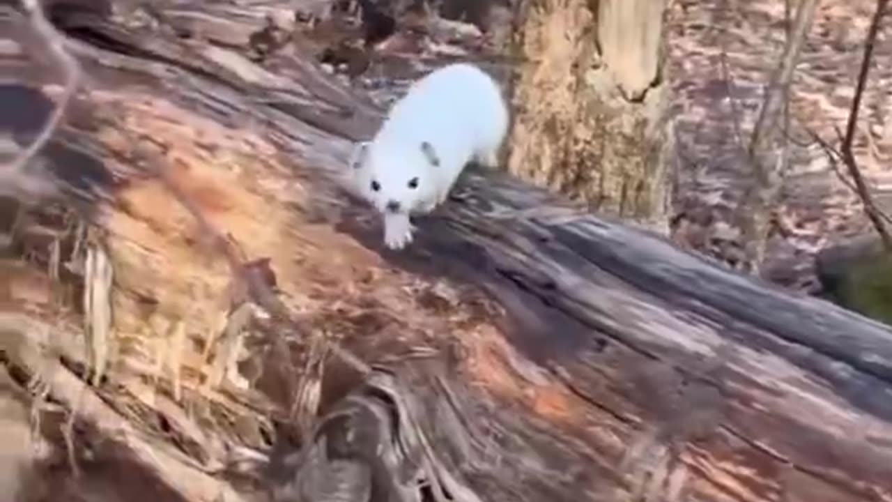 This Animal Looks Like a Kitten But It's Actually a Stoat