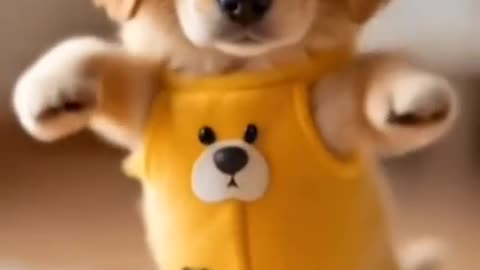 Puppy dancing
