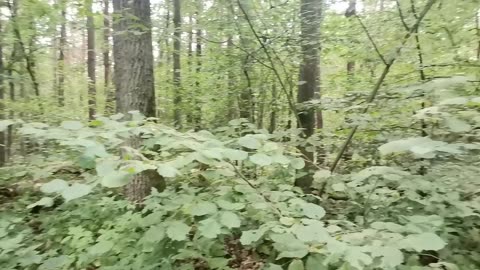 krótki lont ...
