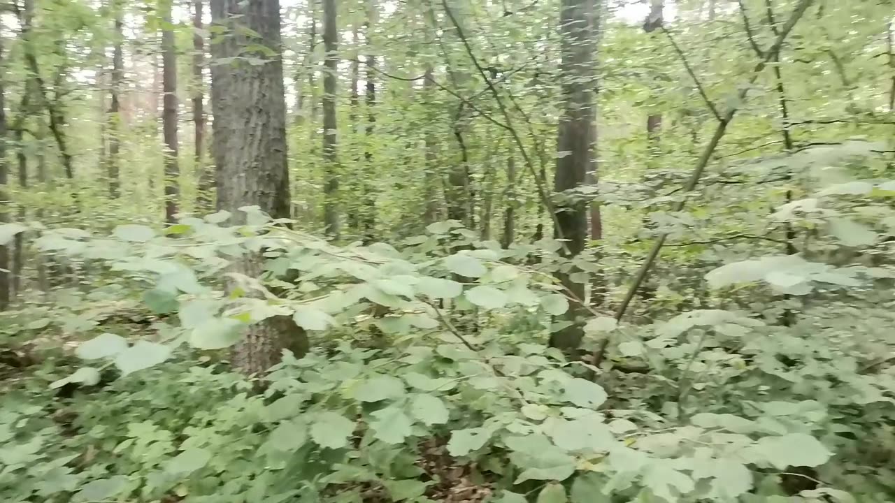 krótki lont ...