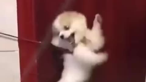 Funny videos 🤣 of dogs 🤣🐕