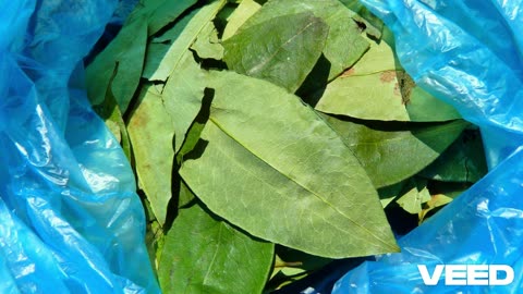 Coca de Marca