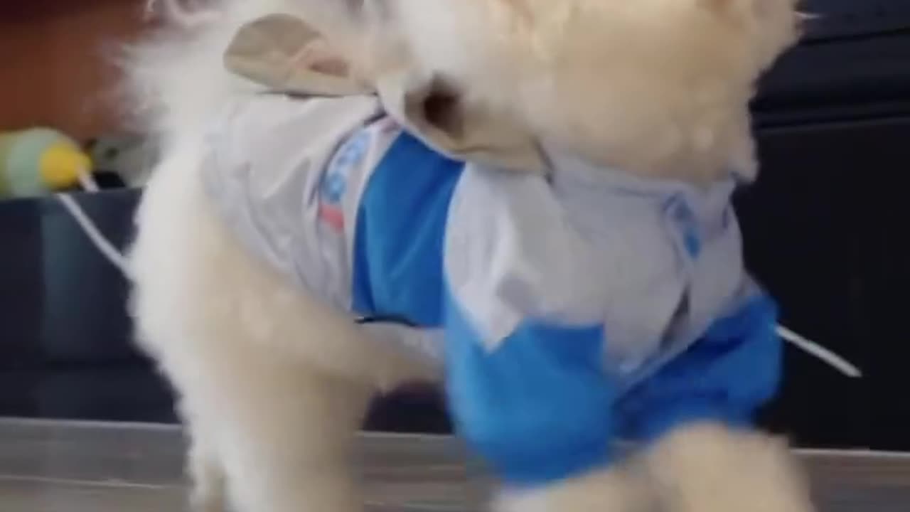 cute maltese walk 💖