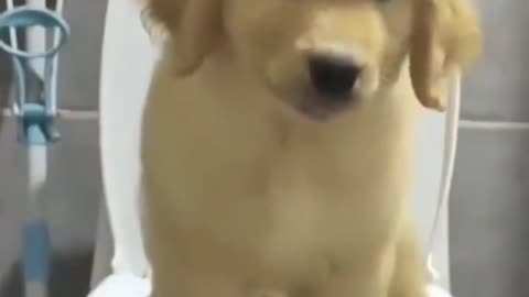 Cute little puppies, fav of everybody