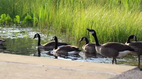 March of the Geese
