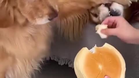 😂🐾 Sharing FAIL! When Sharing Goes Hilariously Wrong | FunFM