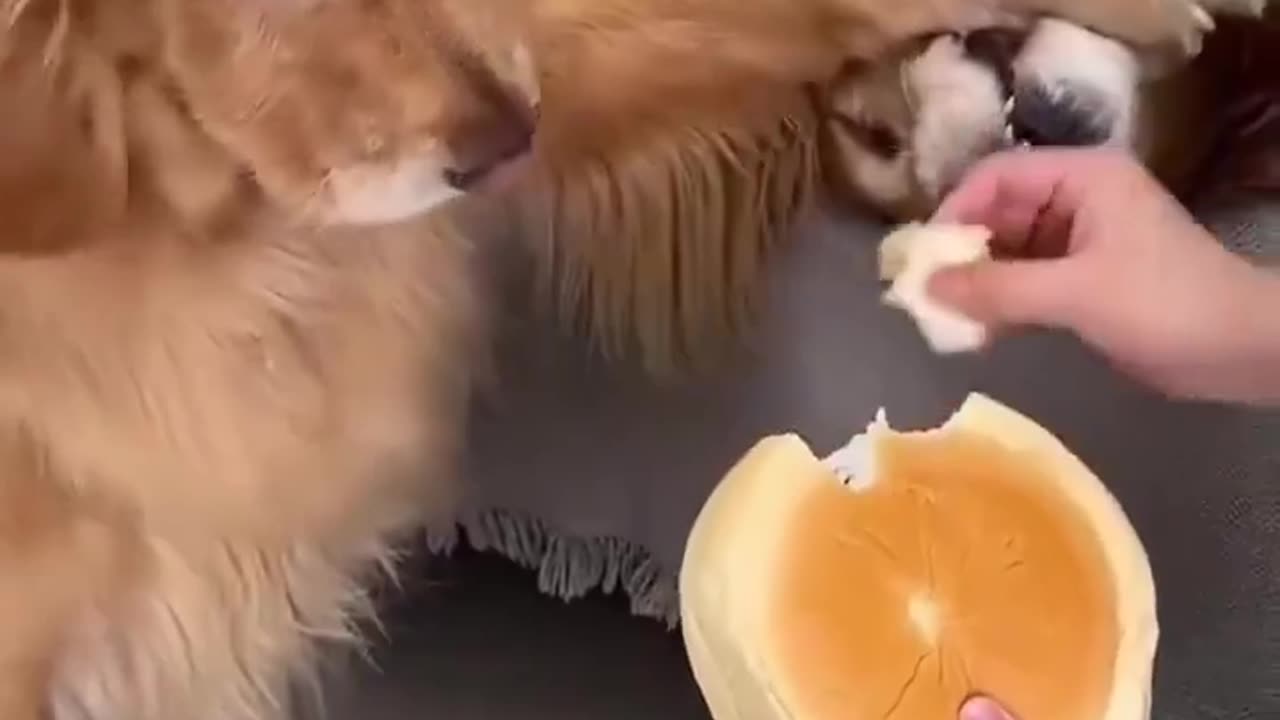 😂🐾 Sharing FAIL! When Sharing Goes Hilariously Wrong | FunFM