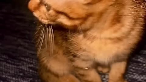 When Curiosity Ends in Sparkles