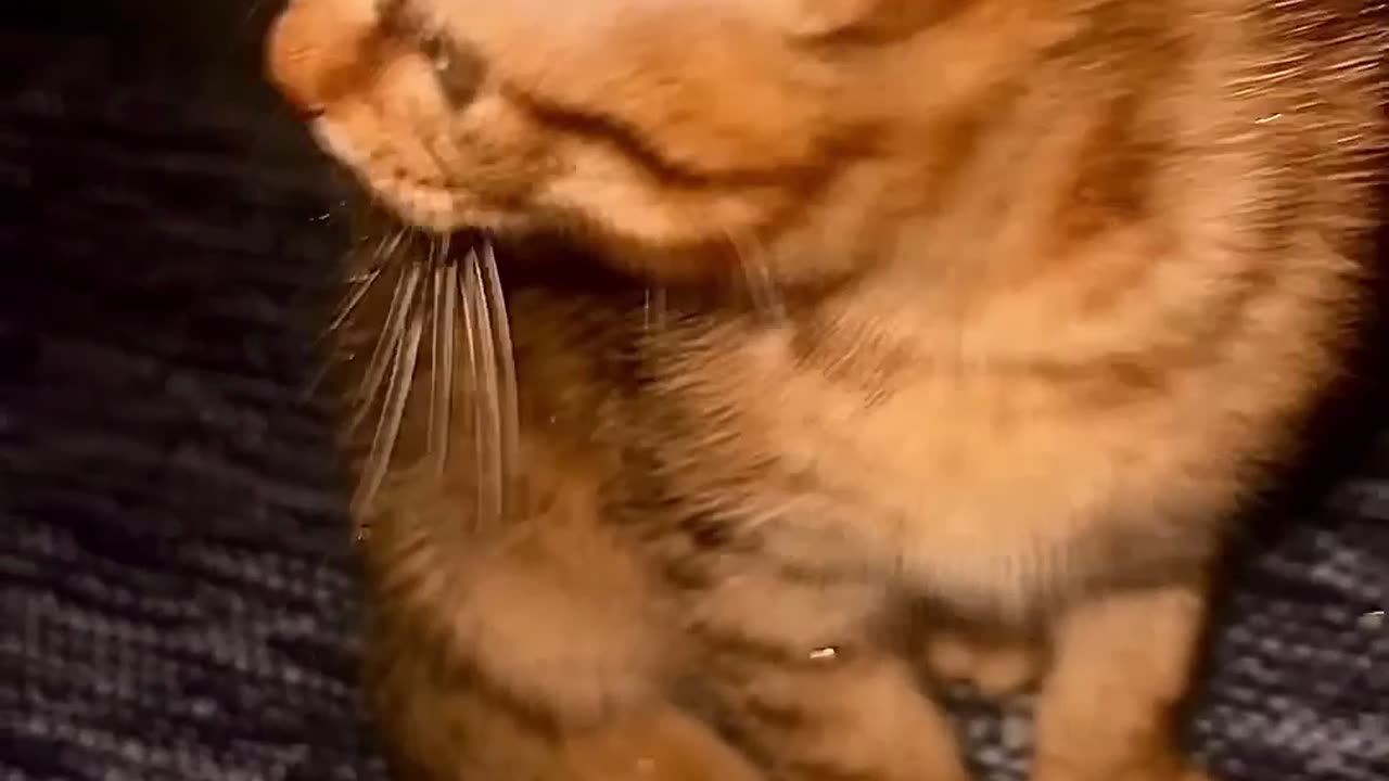 When Curiosity Ends in Sparkles