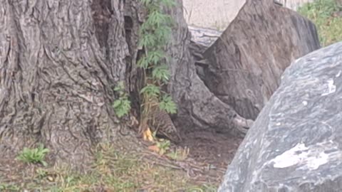 A northern flicker woodpecker