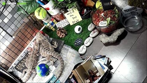 🔴LiveStream2025🔴05-04🍁🐉 Bearded🐲Dragons Day 35🔴 🍏Healthy4Life🐉 Mascots 🍎🐲 Meet Kobe & Health🐉 Day In The Life Of Bearded Dragons🐲🐉⭕Live🦎Streaming🔴