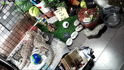 🔴LiveStream2025🔴05-04🍁🐉 Bearded🐲Dragons Day 35🔴 🍏Healthy4Life🐉 Mascots 🍎🐲 Meet Kobe & Health🐉 Day In The Life Of Bearded Dragons🐲🐉⭕Live🦎Streaming🔴