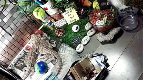 🔴LiveStream2025🔴05-04🍁🐉 Bearded🐲Dragons Day 35🔴 🍏Healthy4Life🐉 Mascots 🍎🐲 Meet Kobe & Health🐉 Day In The Life Of Bearded Dragons🐲🐉⭕Live🦎Streaming🔴