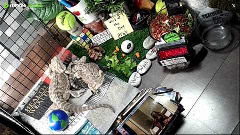 🔴LiveStream2025🔴05-04🍁🐉 Bearded🐲Dragons Day 35🔴 🍏Healthy4Life🐉 Mascots 🍎🐲 Meet Kobe & Health🐉 Day In The Life Of Bearded Dragons🐲🐉⭕Live🦎Streaming🔴