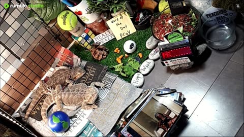 🔴LiveStream2025🔴05-04🍁🐉 Bearded🐲Dragons Day 35🔴 🍏Healthy4Life🐉 Mascots 🍎🐲 Meet Kobe & Health🐉 Day In The Life Of Bearded Dragons🐲🐉⭕Live🦎Streaming🔴