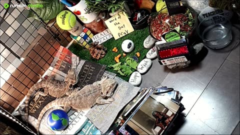 🔴LiveStream2025🔴05-04🍁🐉 Bearded🐲Dragons Day 35🔴 🍏Healthy4Life🐉 Mascots 🍎🐲 Meet Kobe & Health🐉 Day In The Life Of Bearded Dragons🐲🐉⭕Live🦎Streaming🔴