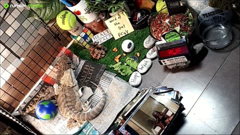 🔴LiveStream2025🔴05-04🍁🐉 Bearded🐲Dragons Day 35🔴 🍏Healthy4Life🐉 Mascots 🍎🐲 Meet Kobe & Health🐉 Day In The Life Of Bearded Dragons🐲🐉⭕Live🦎Streaming🔴