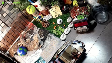 🔴LiveStream2025🔴05-04🍁🐉 Bearded🐲Dragons Day 35🔴 🍏Healthy4Life🐉 Mascots 🍎🐲 Meet Kobe & Health🐉 Day In The Life Of Bearded Dragons🐲🐉⭕Live🦎Streaming🔴