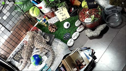 🔴LiveStream2025🔴05-04🍁🐉 Bearded🐲Dragons Day 35🔴 🍏Healthy4Life🐉 Mascots 🍎🐲 Meet Kobe & Health🐉 Day In The Life Of Bearded Dragons🐲🐉⭕Live🦎Streaming🔴