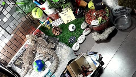 🔴LiveStream2025🔴05-04🍁🐉 Bearded🐲Dragons Day 35🔴 🍏Healthy4Life🐉 Mascots 🍎🐲 Meet Kobe & Health🐉 Day In The Life Of Bearded Dragons🐲🐉⭕Live🦎Streaming🔴
