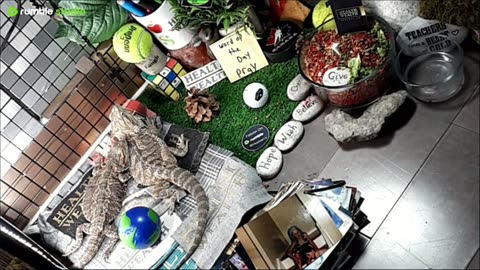 🔴LiveStream2025🔴05-04🍁🐉 Bearded🐲Dragons Day 35🔴 🍏Healthy4Life🐉 Mascots 🍎🐲 Meet Kobe & Health🐉 Day In The Life Of Bearded Dragons🐲🐉⭕Live🦎Streaming🔴