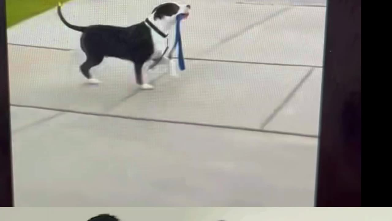 DOG WALKS HIMSELF!!!