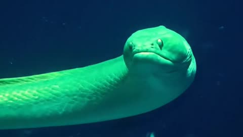 Moray eel.