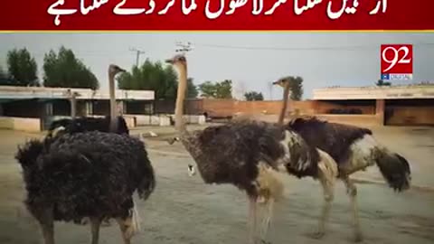 Ostrich business