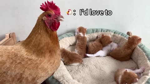The puppy, the rabbit and the hen all want to take care of the kitten! The happiest kitten! So funny