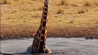 Giraffe and Elephant – The Gentle Giants of the Wild 🦒🐘