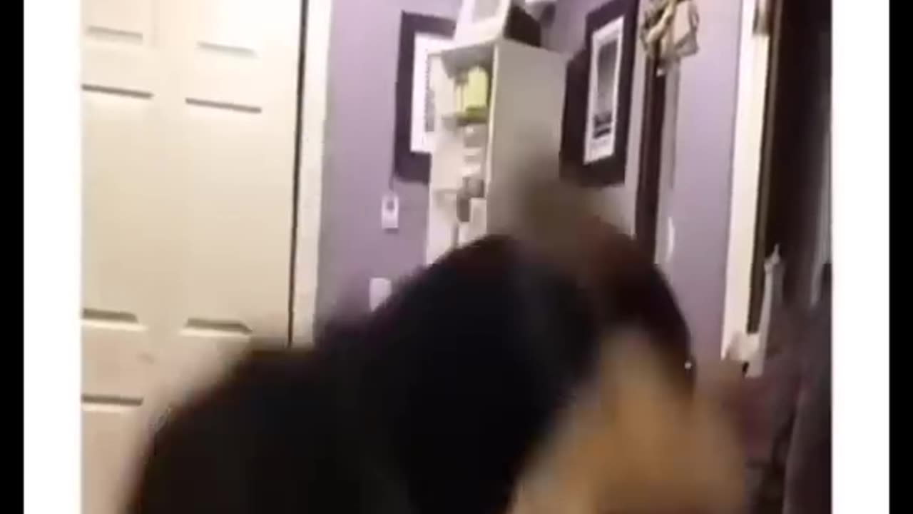 Funny cat fails videos that i found for you 🤣🤣🐶😹🐕