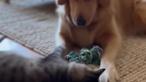 🐶🐱 Dog and Cat Friendship ❤️ | Funny & Adorable Animal Moments | Cute Pet Video