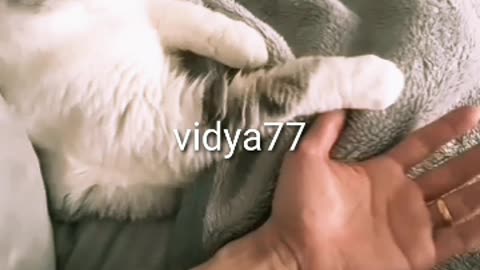 lovable cat