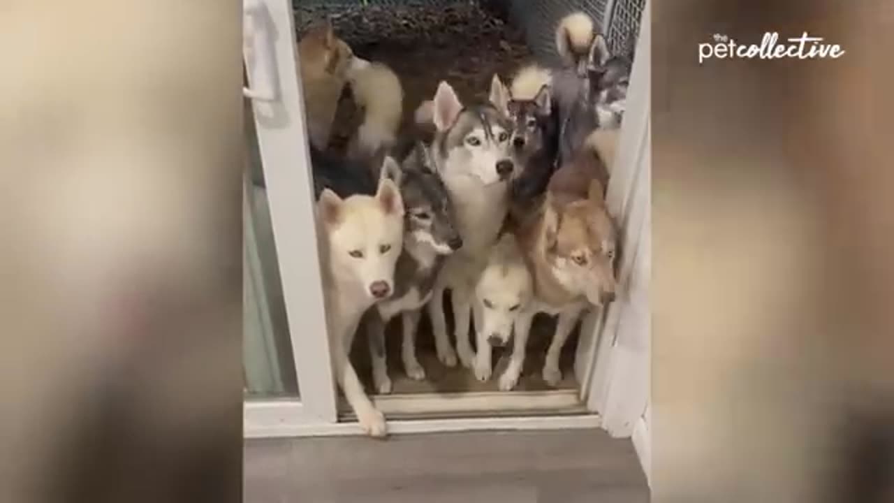Try Not to Laugh CHALLENGE
