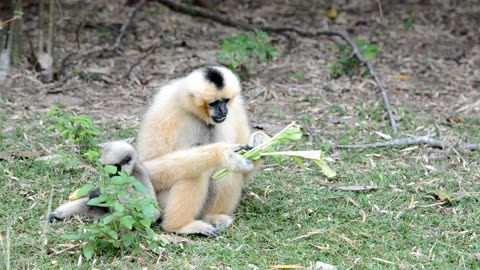 Monkeys apes animals. (WILD Monkeys and Apes Take Over!)