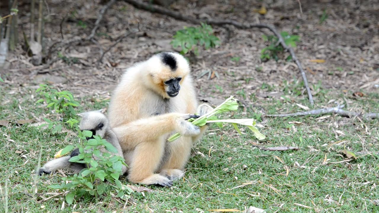 Monkeys apes animals. (WILD Monkeys and Apes Take Over!)
