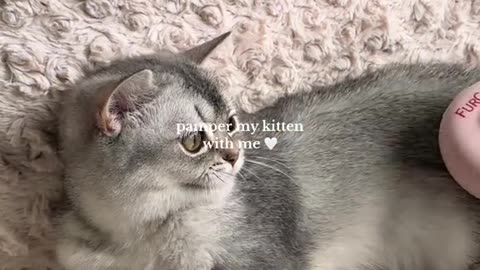 Cleaning the Litter Box | Real Cat Owner Life