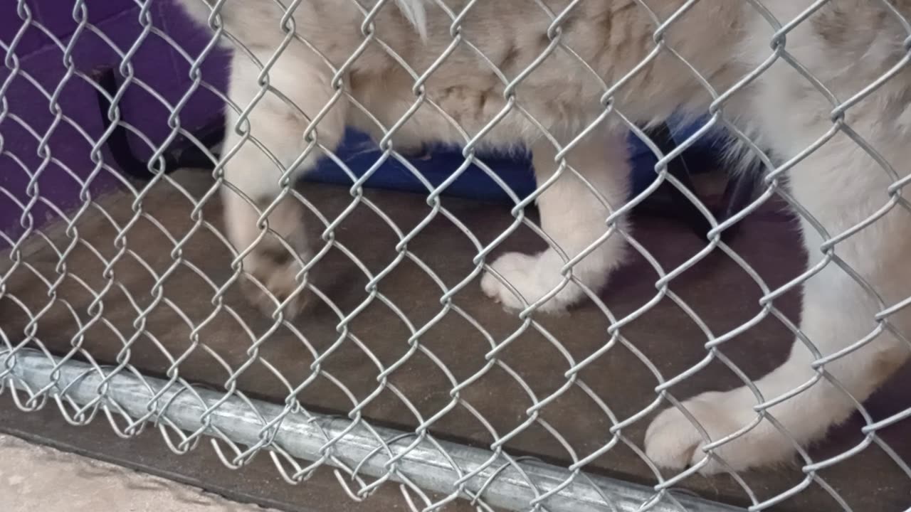 Hiro 7y Pet Id 943938 kennel 18 HSSAZ shelter in ~15 min I gave him ~1/4cup kibble spaced out
